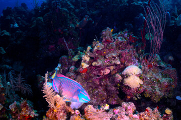 Wall Mural - parrot fish on the reef 