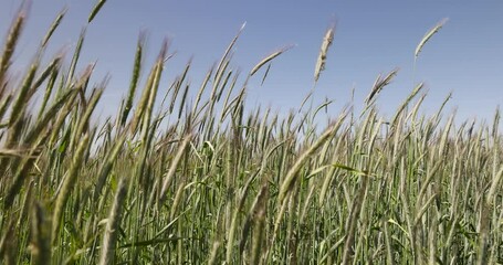 Wall Mural - a field with green cereals in summer, a field with green wheat in sunny weather