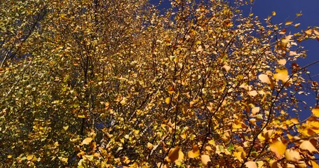 Wall Mural - autumn park with colorful maple trees in sunny weather, beautiful yellow leaves on maples in the autumn season