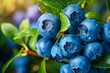 Close-up of blueberries on a bush with water droplets, concept of organic farming and healthy snacking