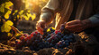  Hands harvesting ripe grapes in a vineyard at sunset.