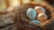 A bird's nest with three speckled eggs resting in warm sunlight among branches.