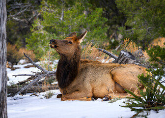 Wall Mural - Cow Elk at the Grand Canyon