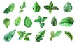 Set of fresh mint leaves on white background