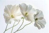 Fototapeta Kwiaty - Purity and Serenity: A Radiant Bouquet of Flowers on a Simple White Backdrop