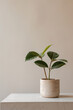 © grey - An isolated green tiny plant in a house