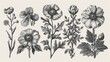 A vintage set of flowers in black and white. An engraving-style illustration.