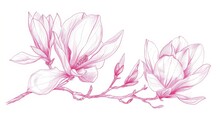 Line-art Drawing Of White Backgrounds And Pink Magnolia Flowers.
