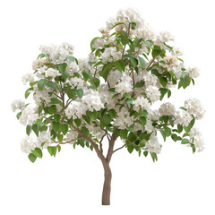 Wall Mural - catalpa tree on isolated background