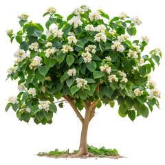 Wall Mural - catalpa tree on isolated background