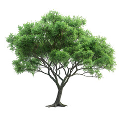 Ironwood tree on isolated background