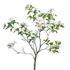 Wall Mural - dogwood tree on isolated background