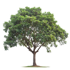 Kapok tree on isolated background