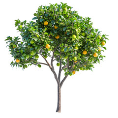 lime tree on isolated background