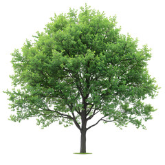 Wall Mural - linden tree on isolated background