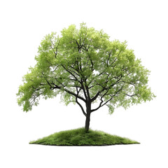 Wall Mural - linden tree on isolated background