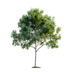 Wall Mural - london plane tree on isolated background