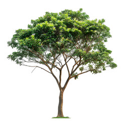 Wall Mural - mahogany tree on isolated background