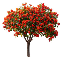 Wall Mural - rowan tree on isolated background