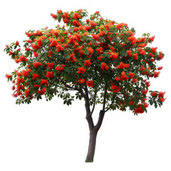 Wall Mural - rowan tree on isolated background