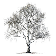 Wall Mural - silver birch tree on isolated background