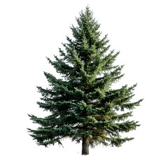 Wall Mural - spruce tree on isolated background