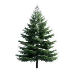 Wall Mural - spruce tree on isolated background