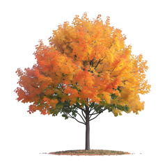 Wall Mural - sugar maple tree on isolated background