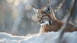 a young european lynx cub who sitting in the cold snow in the winter forest