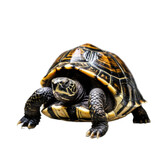 Fototapeta  - Turtle, Photo of a Turtle isolated on Plain White Background, Photo Studio Shoot of Turtle with a Transparent/PNG Background