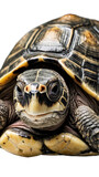 Fototapeta  - Turtle, Photo of a Turtle isolated on Plain White Background, Photo Studio Shoot of Turtle with a Transparent/PNG Background