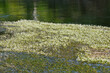 Flutende Wasserhahnenfuß,  Ranunculus fluitans