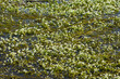 Flutende Wasserhahnenfuß,  Ranunculus fluitans