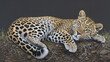 A realistic painting of a leopard lying down on grass with a gaze that seems fixated on the viewer