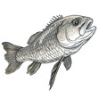Fish on a white background. Vector illustration of a sea fish.