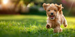 A playful and loving puppy happily runs towards you across the open sunny lawn.