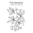 Five-leaved ivy, or Virginia creeper (Parthenocissus quinquefolia), ornamental and medicinal plant