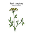 Rock Samphire (Crithmum maritimum), edible and medicinal plant. Hand drawn vector illustration