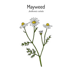 Wall Mural - Mayweed, or Stinking chamomile (Anthemis cotula), edible and medicinal plant. Hand drawn vector illustration