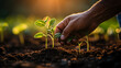 © Raffaza - A hand planting a seedling in fertile soil, Business Growth Strategies