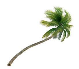 Coconut palm tree or Cocos nucifera. Coconut palm tree isolated on transparency backgorund.