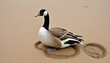 A Goose With Its Webbed Feet Leaving Prints In The