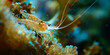 Spotted Shrimp in Anemone. A polka-dotted shrimp nestled in ocean anemone tendrils