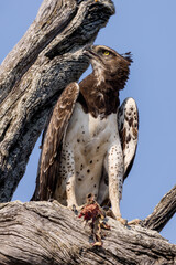 martial eagle with prey in a tree
