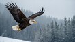 Bald Eagle in flight over the lake. Winter landscape with snow and mountains. high quality animal wildlife