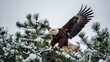 Bald Eagle sitting on a tree branch in the winter forest.