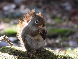 Poster - Squirrel on moss-covered ground holding a nut.