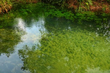 clear river water with a landscape of white sand, aquatic plants, tropical rainforest, small fish, and a very clear river in front. beautiful view