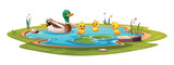 Fototapeta Pokój dzieciecy - Duck and little ducklings swimming in the pond. Vector cartoon illustration isolated on white background