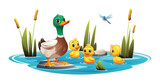 Fototapeta Pokój dzieciecy - Mother duck and cute ducklings swimming in the pond. Vector cartoon illustration